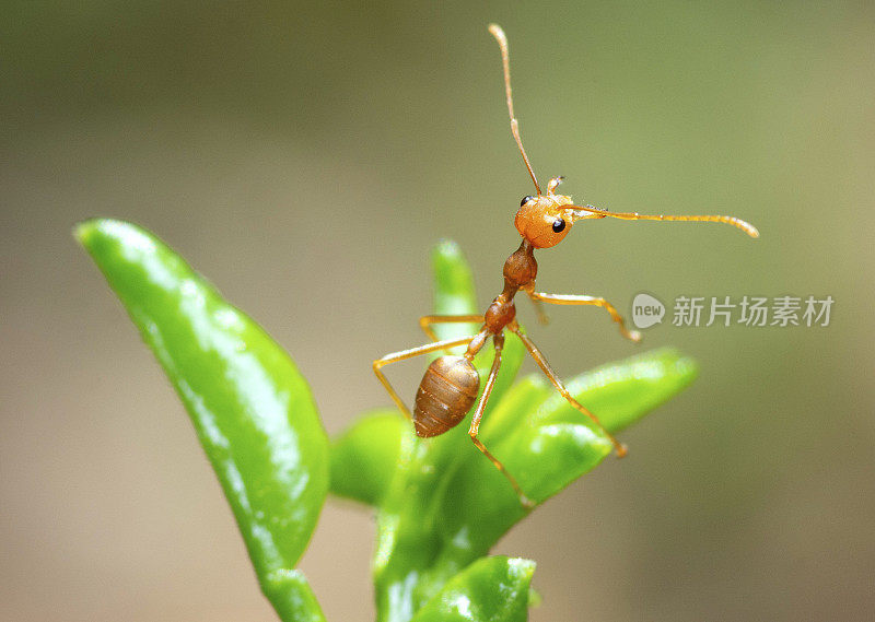 蚂蚁攀爬树枝的尖端――动物行为。