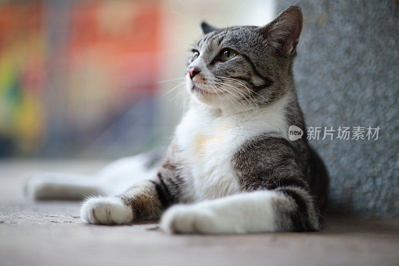 美丽的条纹猫躺在地板上的肖像，背景模糊