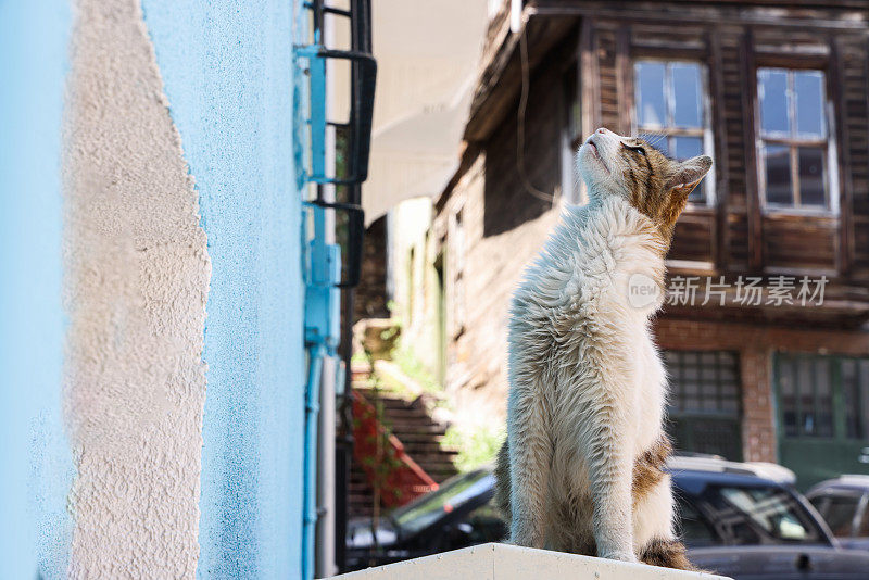 伊斯坦布尔街头的猫抬头看