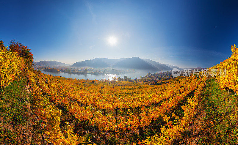 秋天早晨，瓦豪葡萄园和多瑙河上的魏森基兴180度全景。瓦豪谷，奥地利