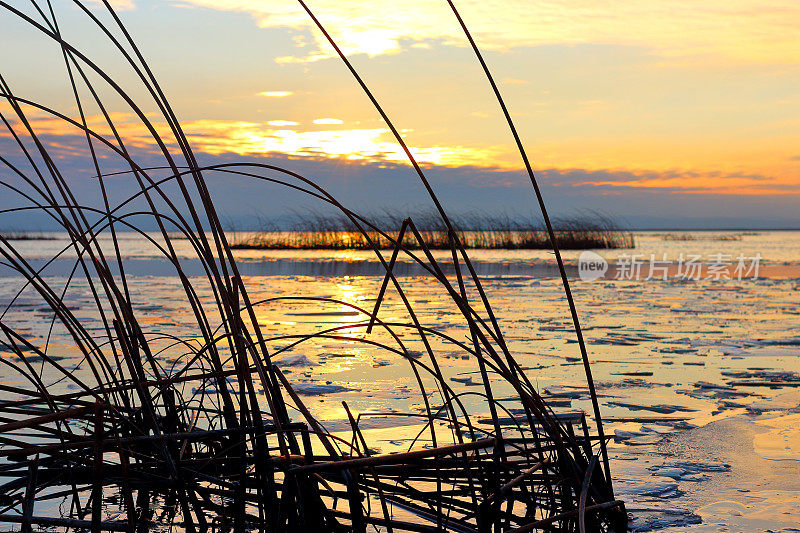 秋天，湖上美丽的金色日落，勾勒出芦苇(芦苇、香蒲、芦苇)的剪影