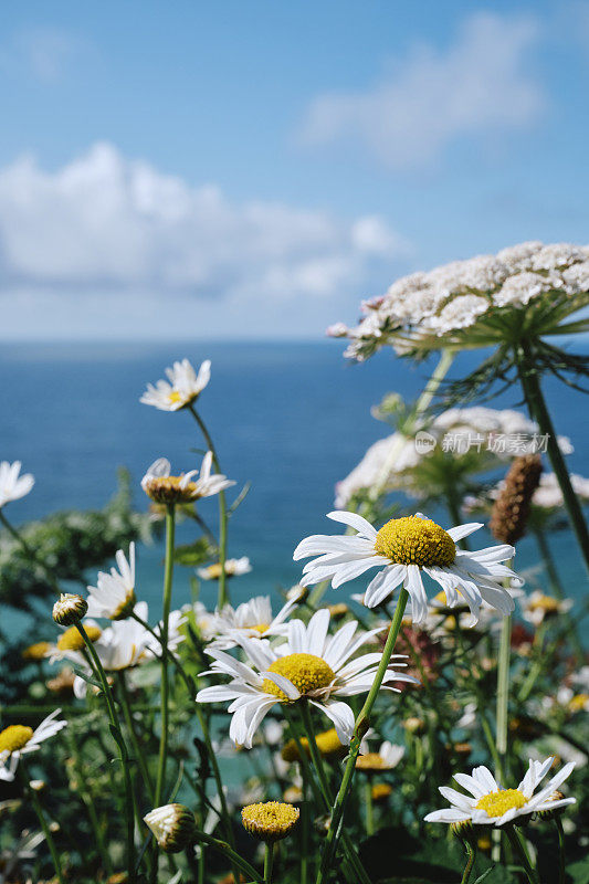 在一个阳光明媚的六月早晨，康沃尔郡波尔斯科诺，悬崖上的野花、野草和雏菊点缀着平静的蓝色大海。