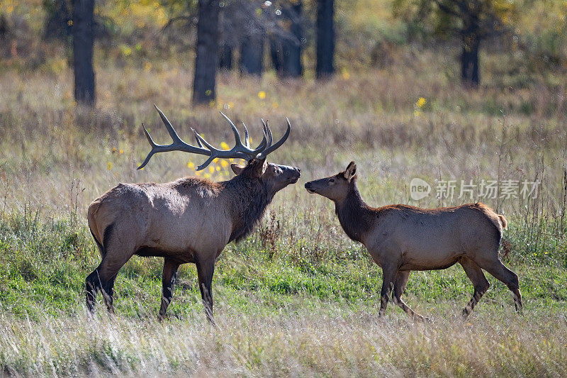 在美国西部的蒙大拿州北部，公麋鹿和母麋鹿面对面站在一起