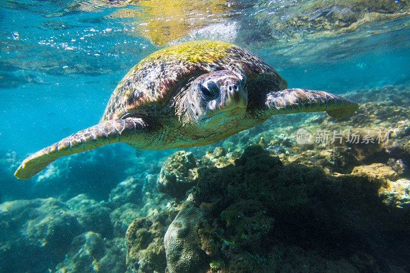 绿海龟在Hikkaduwa珊瑚礁附近的海洋中游泳。