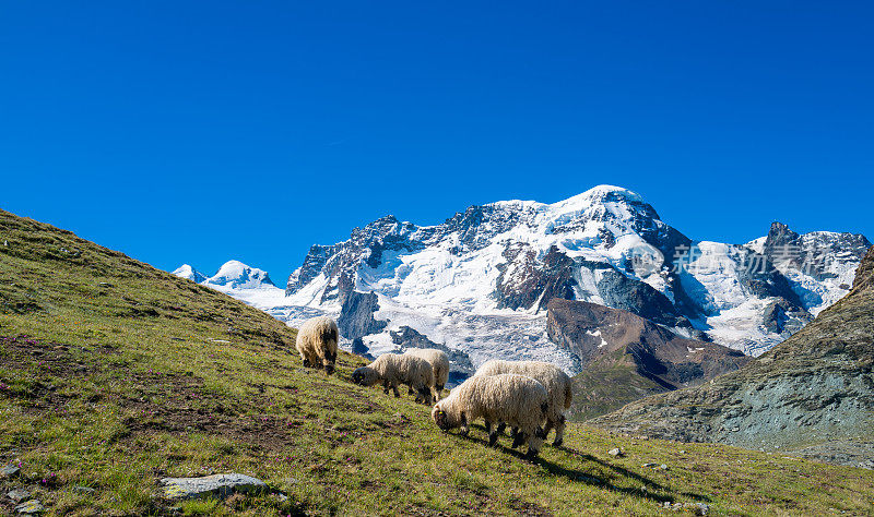 瑞士旅游-一群瓦莱黑鼻羊在瑞士阿尔卑斯山吃草