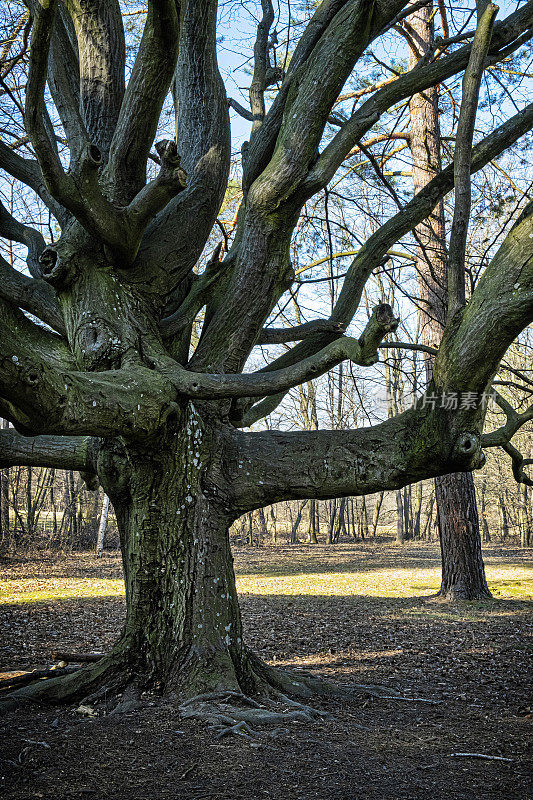 斯洛伐克Budmerice公园里的一棵大树