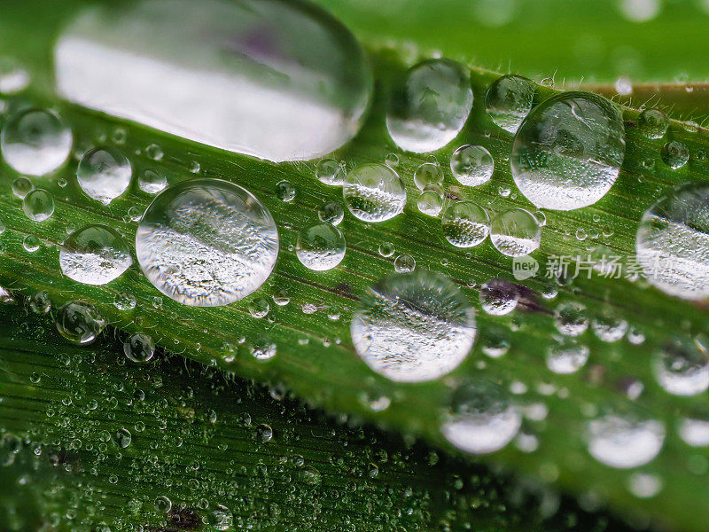 下雨天绿草地上的小露珠