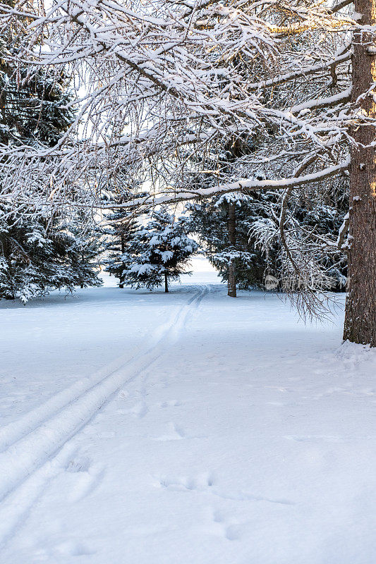 冬天的景色，城市的公园和树木被白雪覆盖，雪道铺设在雪地里。