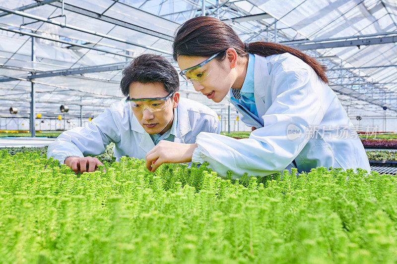 两位亚洲青年研究员正在检查植物