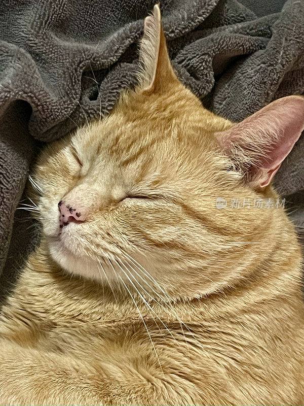 姜色猫猫