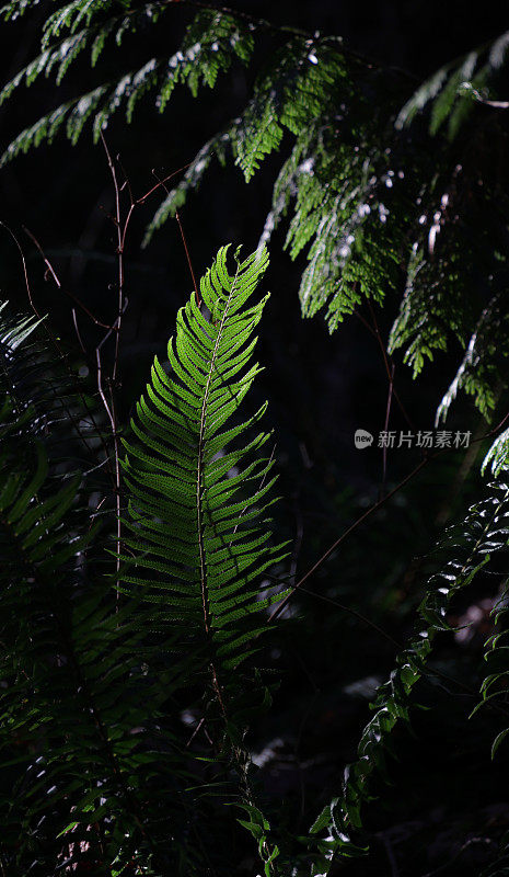 加拿大西部热带雨林中的蕨类植物