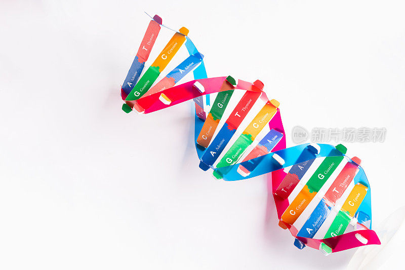 DNA或脱氧核糖核酸是一种双螺旋链结构，由碱基对连接到糖磷酸主链上形成。
