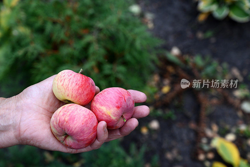 成熟的红苹果在你的手中。收获的概念。