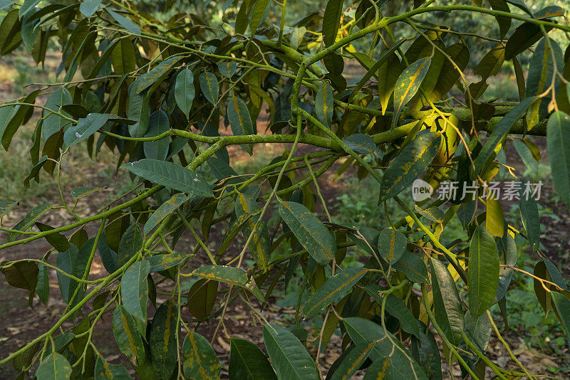 植物病害