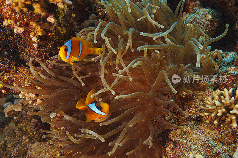 海洋生物。珊瑚礁水下场景与海葵和两个海葵鱼鱼小丑鱼。水肺潜水员的观点。