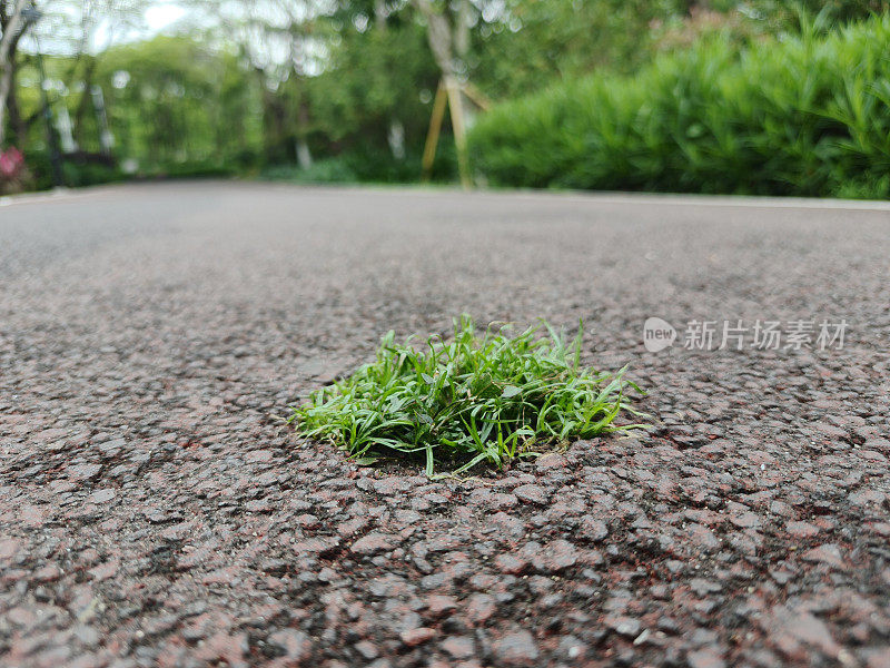 沥青路面上长着一棵生命力顽强的小草