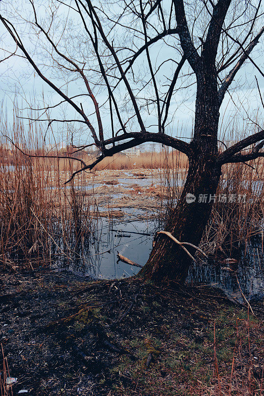 鸟巢。苏梅,乌克兰。车哈湖上的浮巢。恐怖的气氛。黑暗的沼泽