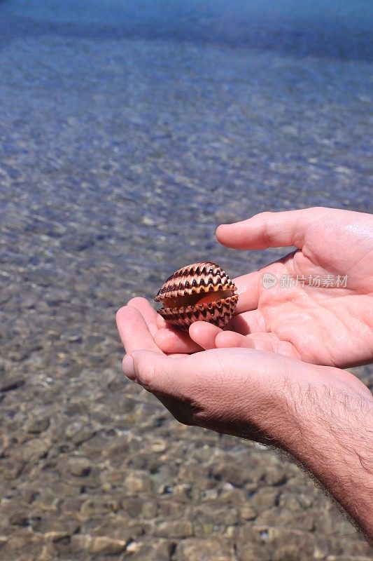 克罗地亚一名成年男子持有的双壳类软体动物贝壳