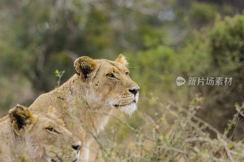 警惕的狮子在克鲁格国家公园南非-非洲狩猎