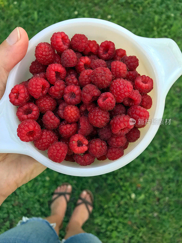 一个女人端着一碗从我的乡村花园摘来的新鲜多汁的覆盆子