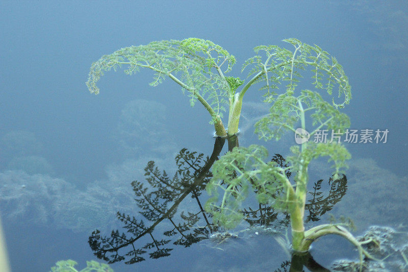 水草和药草