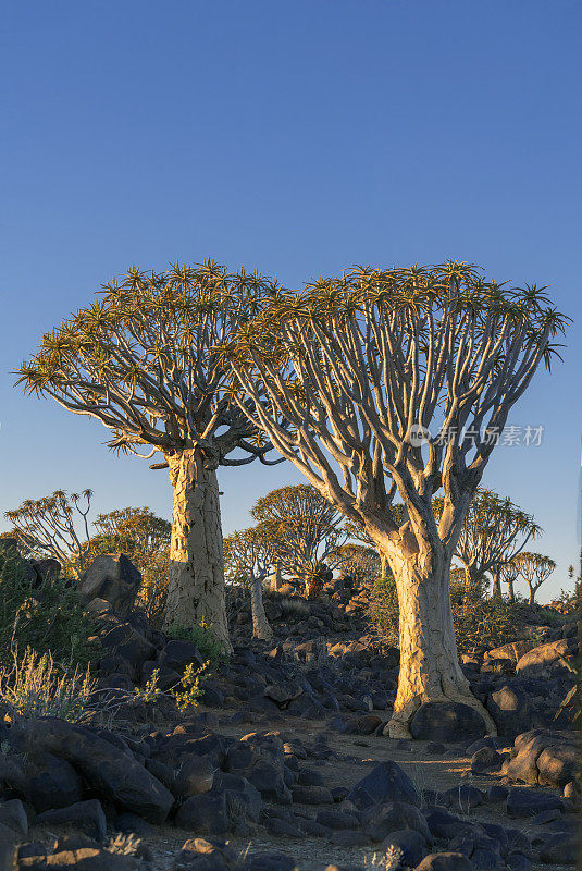 两棵大箭袋树在箭袋树森林，南纳米比亚