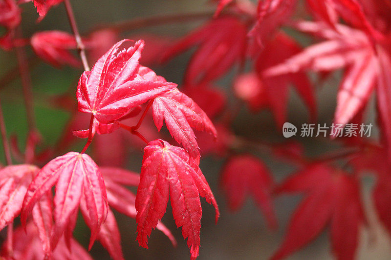 紫红色的日本枫树盆景树与春天的叶子背光(掌槭deshojo)，槭树的叶子在清晨的阳光雨后发光与新芽和展开的叶子，盆景树的叶子在太阳生长在东方的日本花园