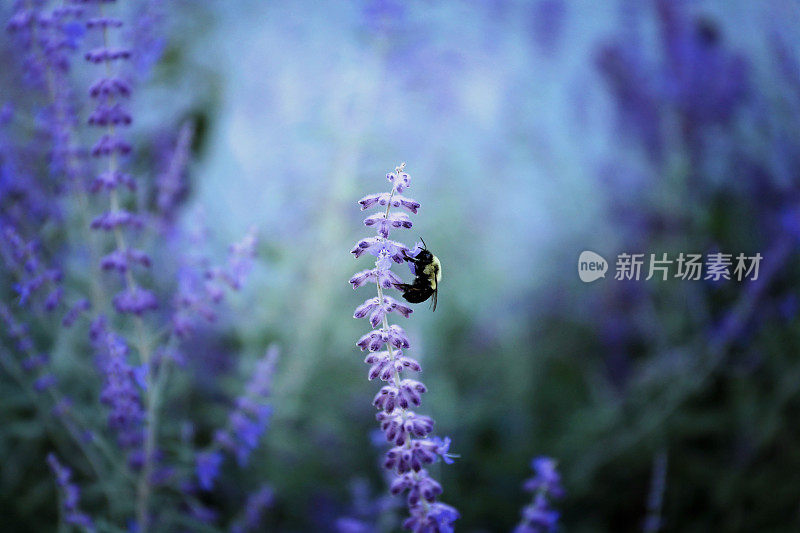 大黄蜂在薰衣草茎上