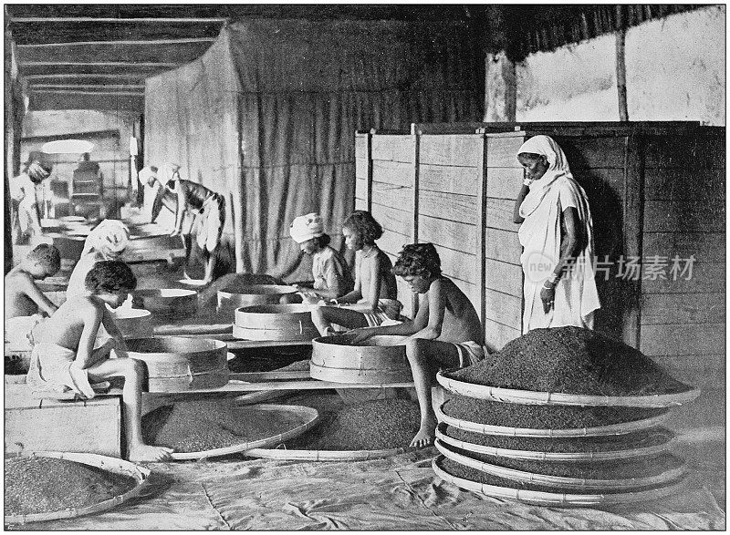 大英帝国的古董照片:在阿萨姆邦筛茶