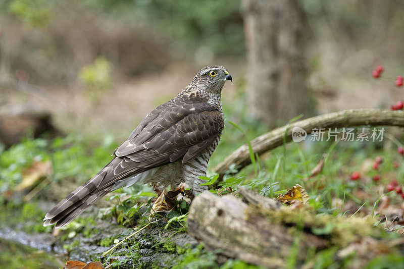 Sparrowhawk(猛禽努力)