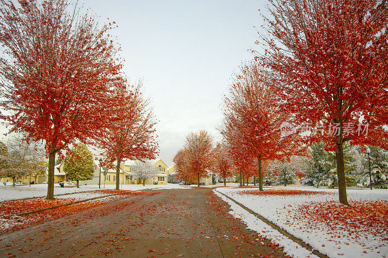 秋天的邻居下雪了，令人惊叹的红树闪耀着秋天的色彩