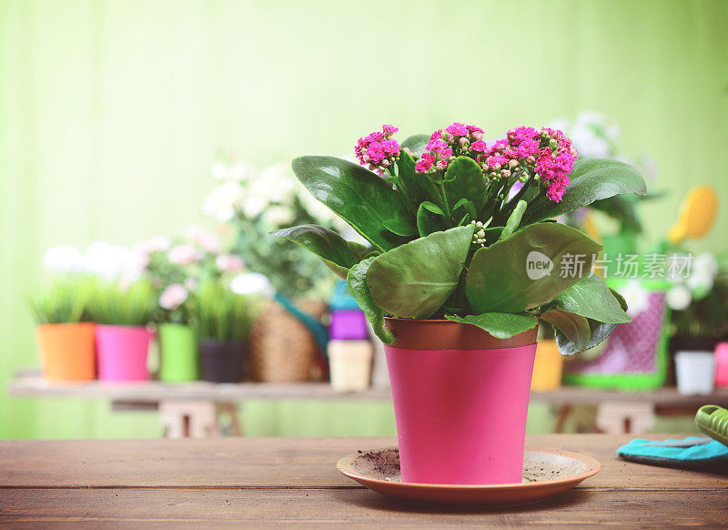 美丽的开花植物和花在花盆里