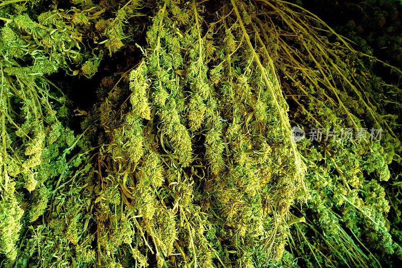 近距离拍摄干大麻大麻或大麻植物芽在一个农场收获后准备发送给消费者