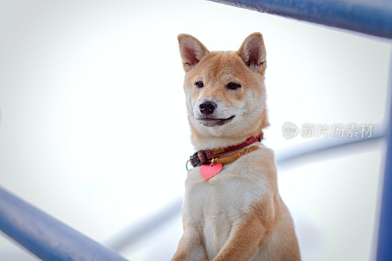 年轻可爱的红柴犬在户外