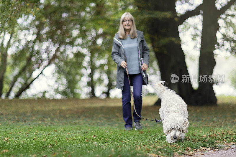 一个女人遛着一只白色的拉布拉多犬