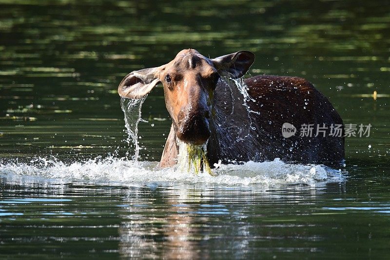 雌性麋鹿提要