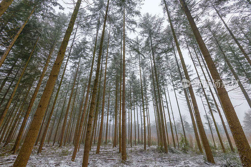 在寒冷的冬日里，雾气蒙蒙的松树林里刚刚下过雪