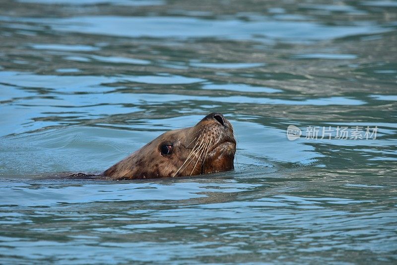 公海狮浮出水面