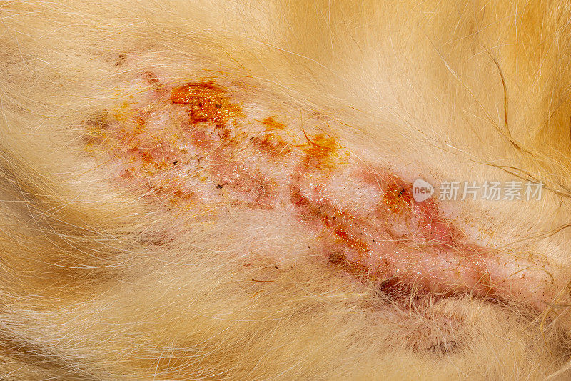 红猫皮肤上的细菌感染、脓皮病或地衣