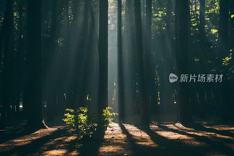 阳光在黑暗和雾蒙蒙的森林里