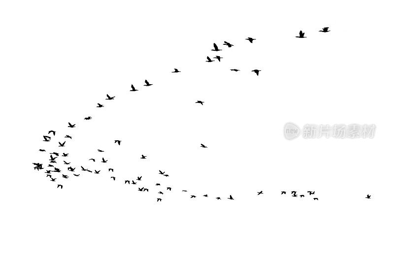 鸟群，孤立在白色背景上