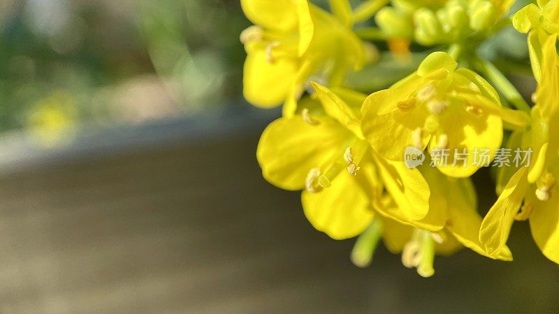 芸苔属植物拉伯花