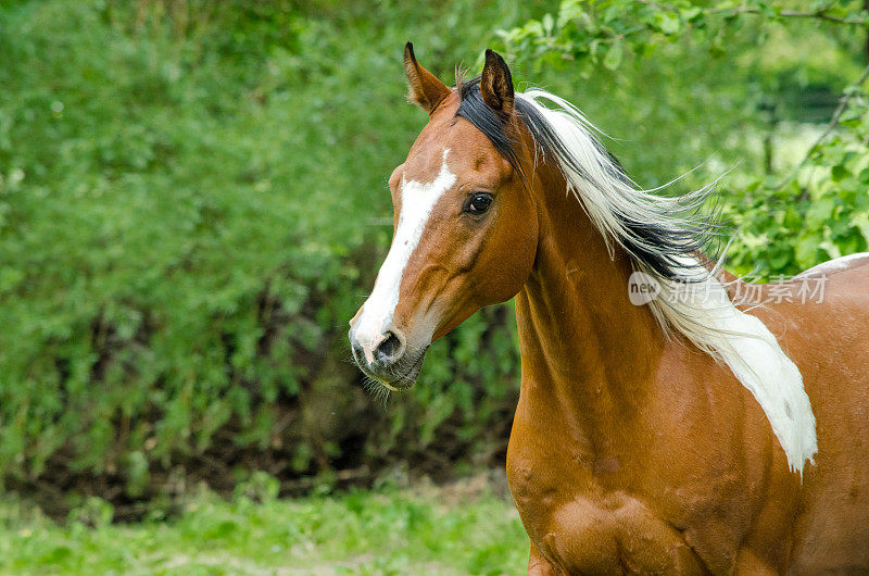 牧场上的彩色马或斑马——半阿拉伯骟马——在牧场上奔驰