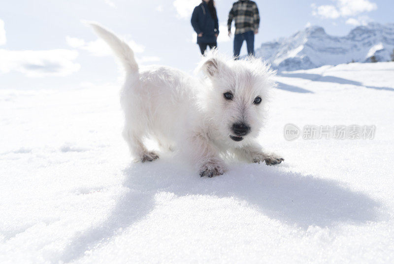 年轻的夫妇和狗在下雪的环境中玩耍