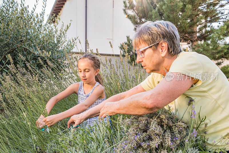孙女帮奶奶在自家花园里摘薰衣草