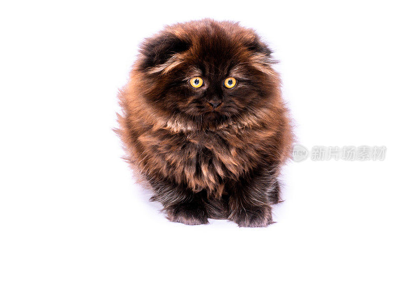 毛球新生，棕色，茶色苏格兰折长毛小猫