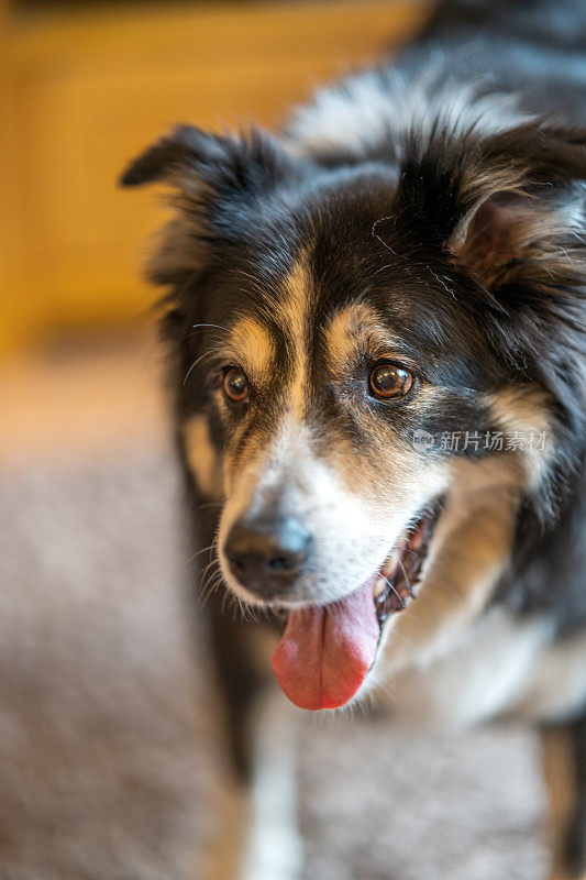 边境牧羊犬站在近距离