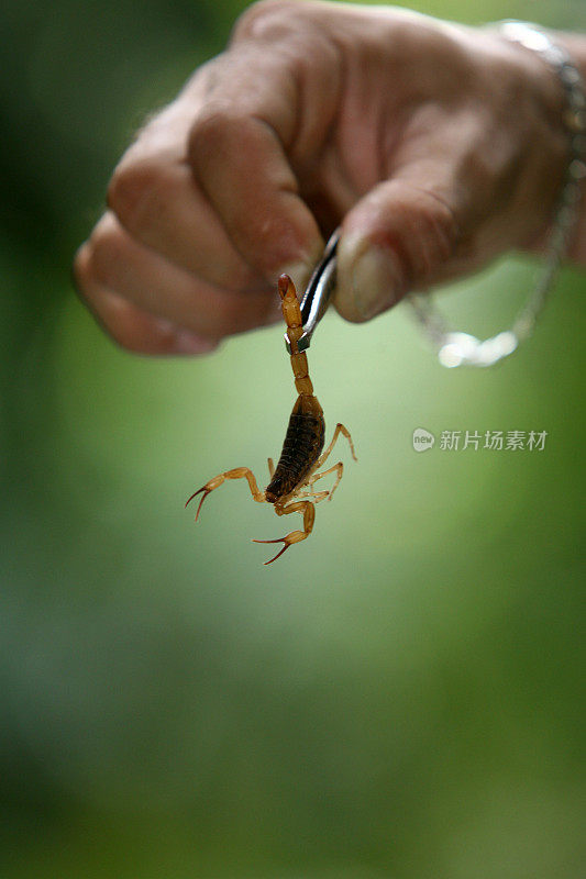 家里蝎子横行