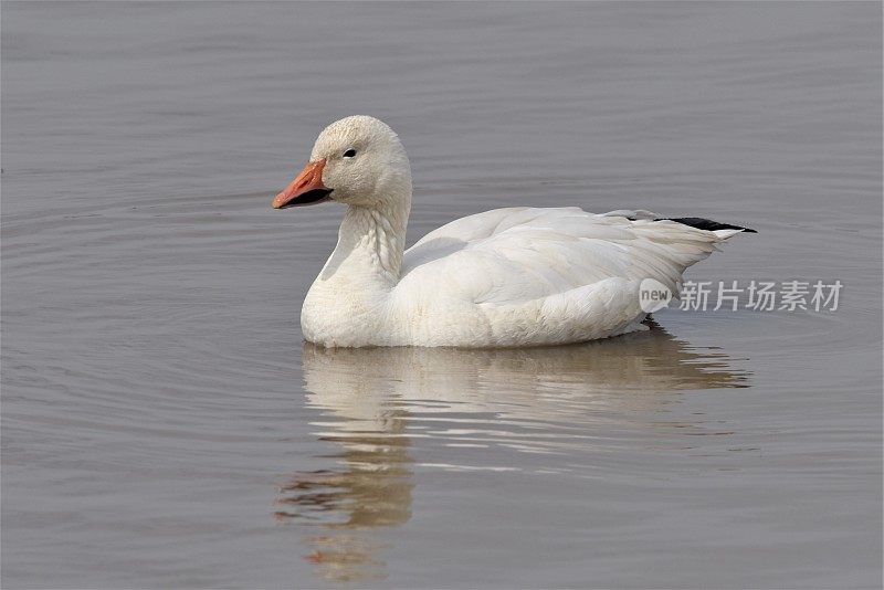 雪雁游泳