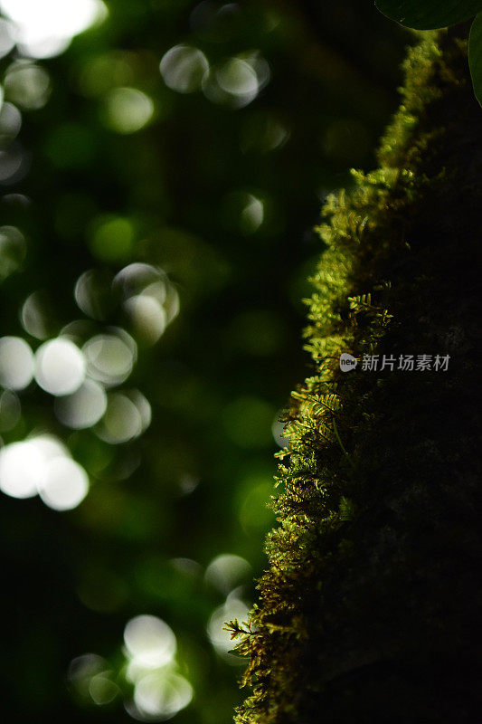 背光苔藓树干与散焦光环在背景